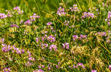 crown vetch, Securigera Varia, Coronilla varia, or purple crown vetch flower