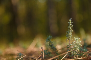 Close up soft focused shot of sagebush, wormwood or mugwort sprouts on blurry autumn forest background.