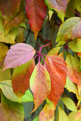 Autumn october yellow orange and red colored liana garden leaves of parthenocissus. Fall outdoor colors of nature park or garden. Beauty climber plant five-finger ivy