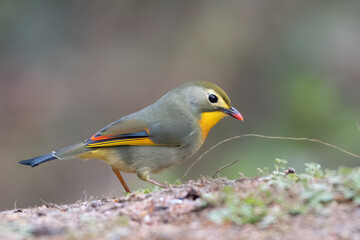 Red-billed leiothrix photographed in Sattal, India