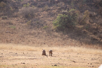 Photo Taken in Lion and Rhino Reserve, Krugersdorp