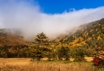 Obraz premium 朝霧に煙る紅葉の芳が平