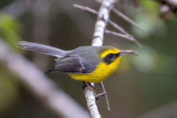 Yellow-bellied fantail (Chelidorhynx hypoxanthus), also known as the yellow-bellied fairy-fantail. photographed in Sattal, India