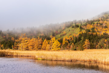 朝霧に煙る紅葉の芳が平