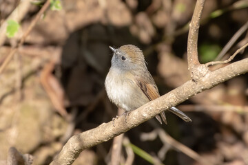 Rufous-gorgeted flycatcher (Ficedula strophiata), a member of the Muscicapidae family, photographed in Sattal, India
