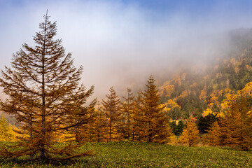 Fototapeta premium 朝霧に煙る紅葉の芳が平
