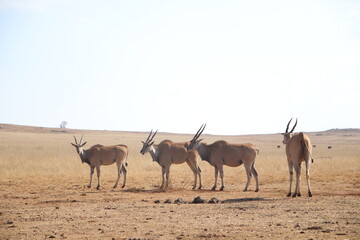 Photo Taken in Lion and Rhino Reserve, Krugersdorp