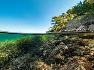 Split shot of underwater scenery with sea grass in Port-Cros Nationalpark in the Mediterranean Sea, South France, 