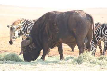 Fototapeta premium Photo Taken in Lion and Rhino Reserve, Krugersdorp