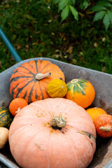 Selection of pumpkins in a basket