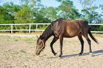 Fototapeta premium Lonely Horse walks in the paddock, sunny day
