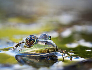 Frosch in der Nahaufnahme