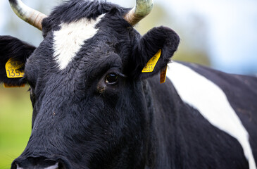 Portrait of a black and white cow grazing in a green meadow in a cloudy day