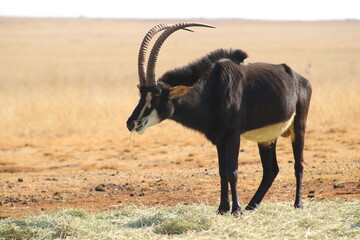 Photo Taken in Lion and Rhino Reserve, Krugersdorp