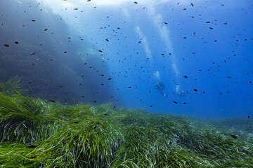 Underwater Scenery with sea grass and divers in Port-Cros Nationalpark in the Mediterranean Sea, South France, 