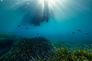School of fish under a Sailing Boat in Port-Cros Nationalpark in the Mediterranean Sea, South France, Underwater