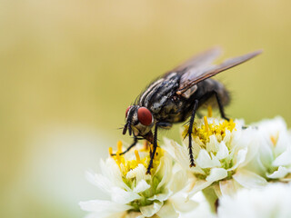 Fliege auf einer Blüte