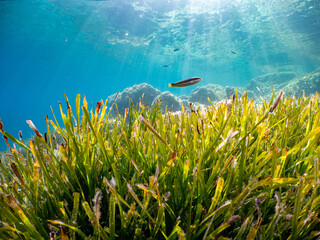 Underwater Scenery with sea grass in Port-Cros Nationalpark in the Mediterranean Sea, South France, 