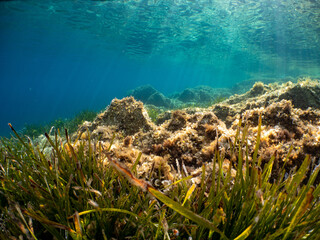 Naklejka na ściany i meble Underwater Scenery with sea grass in Port-Cros Nationalpark in the Mediterranean Sea, South France, 