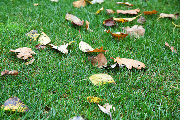 Autumn yellow faded leaves on green backyard garden lawn. October garden work picking up autumn...