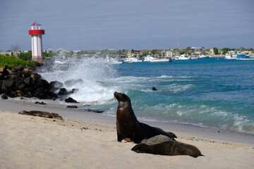 Ecuador Galapagos Islands - San Cristobal Island Playa Mann - Puerto Baquerizo Moreno Lighthouse...