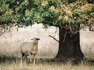Schaf unter einem Baum