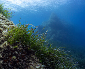 Underwater Scenery with sea grass in Port-Cros Nationalpark in the Mediterranean Sea, South France, 