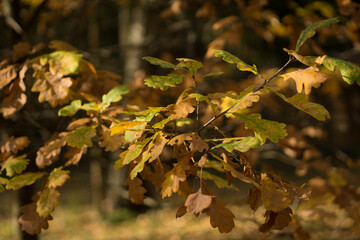 oak leaves in the sun in autumn