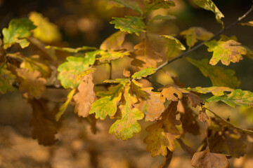 oak leaves in the sun in autumn