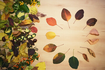 Course of life / leaf changes, from green to rotten, with various leaves on a wooden background.