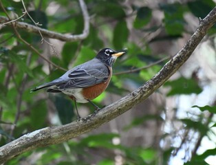 Robin Red Breast