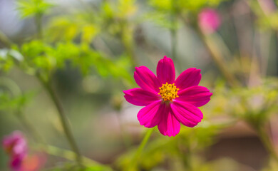 cosmos flowers in the garden