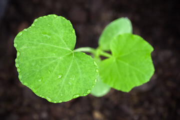 transpiration on butternut squash leaves 