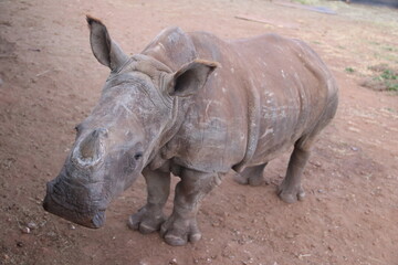 Photo Taken in Lion and Rhino Reserve, Krugersdorp