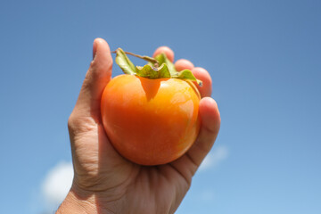 Farmer hand hold a tasty orange parsimmon fruit over bright blue sky background,kaki autumn product