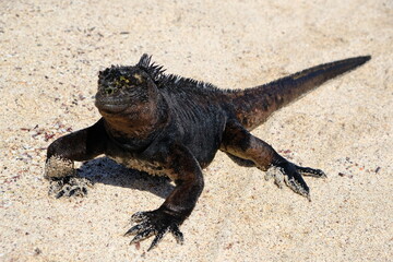 Ecuador Galapagos Islands - San Cristobal Island Sea iguana sunbathing on beach