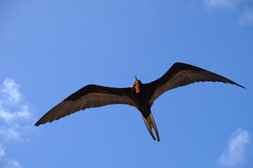 Ecuador Galapagos Islands - San Cristobal Island Sailing Frigatebird