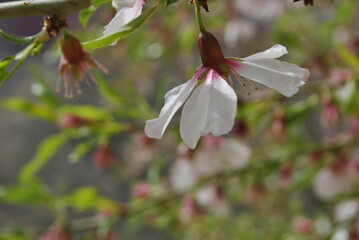 
flowers nature blur beauty wildlife