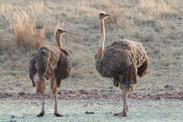 Naklejka premium Photo Taken in Lion and Rhino Reserve, Krugersdorp