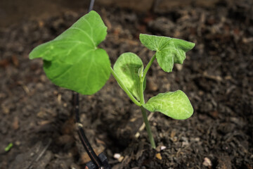 defective butternut squash seedlings 