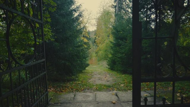 The entrance to the alley through the gate to the old autumn park. Green spruces and yellow maples. National Latvian Park in Birini