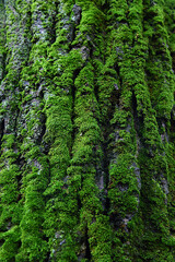 Moss on the tree trunk. Beautiful bark structure with emerald bryophytes biocenosis