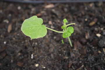 shrunken leaves in defective butternut squash plants 