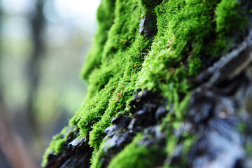 Moss on the tree trunk. Beautiful bark structure with emerald bryophytes biocenosis