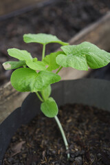 shrunken leaves in defective butternut squash plants 
