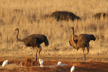 Fototapeta premium Photo Taken in Lion and Rhino Reserve, Krugersdorp
