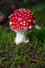 Close-up of fly agaric and other mushrooms in a forest