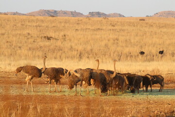 Photo Taken in Lion and Rhino Reserve, Krugersdorp