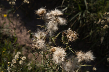 Distel, Samenstand vor grünem Hintergrund