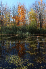 Reflection in fall